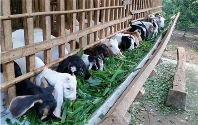 KĨ THUẬT CHĂN NUÔI DÊ CÁI SINH SẢN