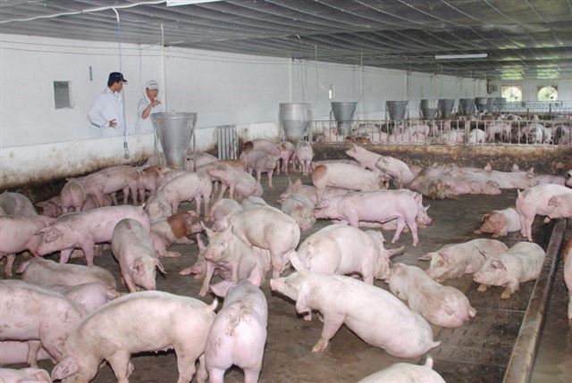 BỐN NGUYÊN TẮC VÀNG TRONG PHÒNG CHỐNG DỊCH BỆNH TẠI TRẠI HEO