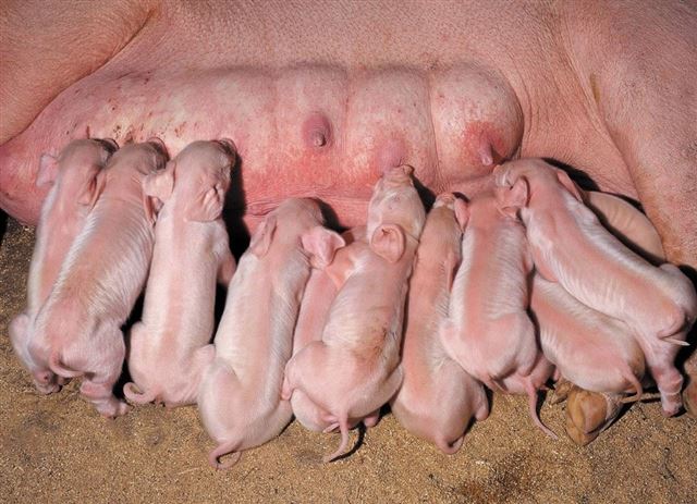 VITAMIN VÀ NĂNG SUẤT SINH SẢN Ở HEO