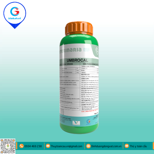 UMBROCAL- TRỨNG TO, VỎ DÀY, XƯƠNG CHẮC, NẶNG CÂN.